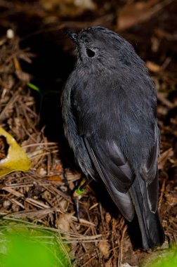 Stewart Adası Robin Petroica australis rakiura.