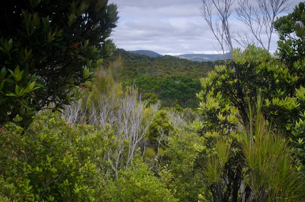 Wald auf der Insel Ulva. — Stockfoto