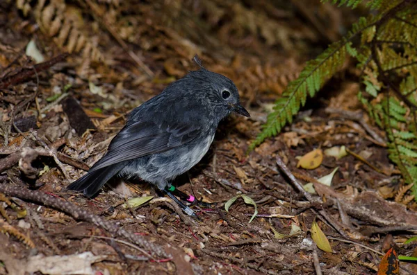 Stewart Island Robin Petroica australis rakiura. — Φωτογραφία Αρχείου