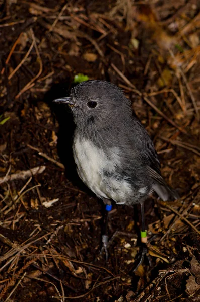 Stewart Island robin Petroica australis rakiura. — Foto Stock