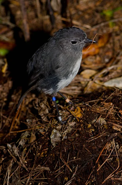 Stewart-sziget Robin Petroica australis rakiura. — Stock Fotó