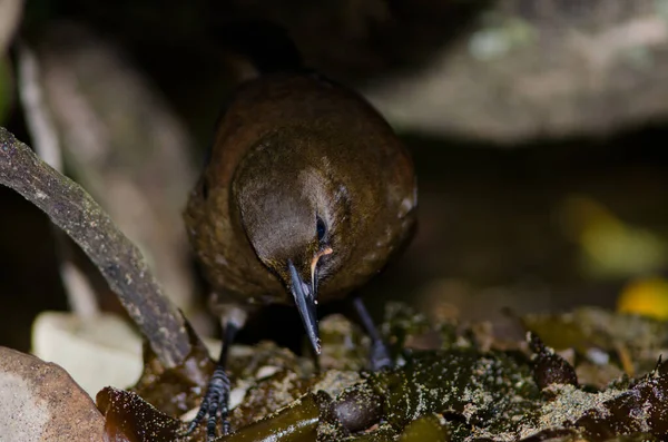 South Island saddleback.