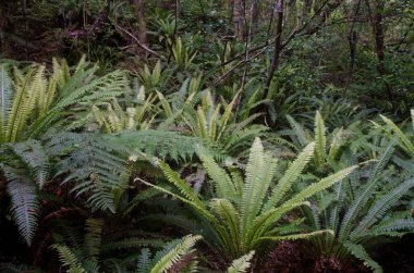 Eğreltiotlu yağmur ormanları.