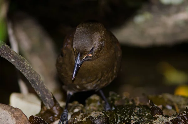 Saddleback de South Island. — Fotografia de Stock