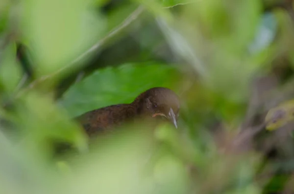 Saddleback de Isla Sur. — Foto de Stock