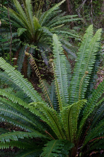 Samambaias da coroa Lomaria descolorir. — Fotografia de Stock