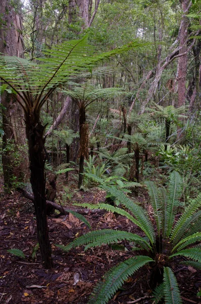 Floresta tropical com samambaia coroa e wheki. — Fotografia de Stock