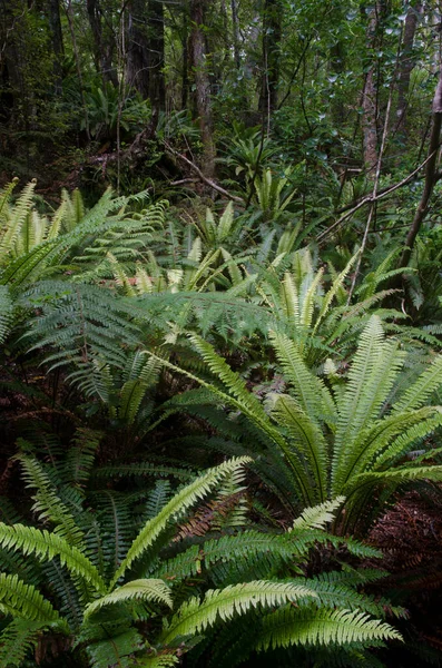 Floresta tropical com samambaias da coroa. — Fotografia de Stock