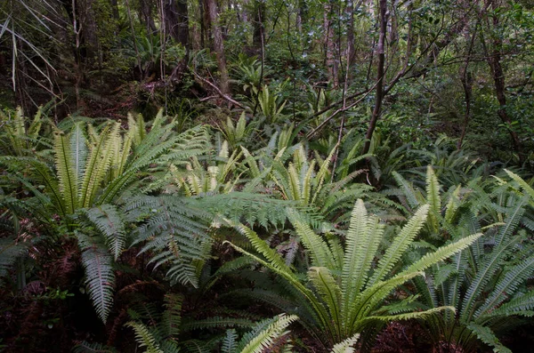 有皇冠蕨类的雨林. — 图库照片