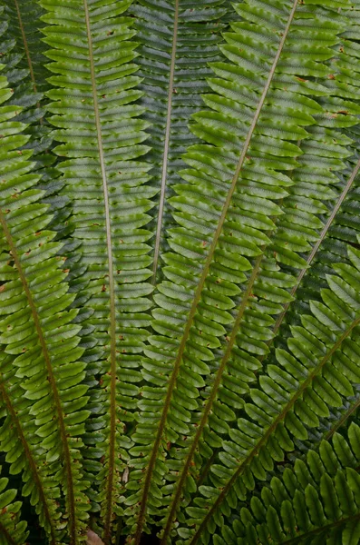 Fronds de fougère couronnée. — Photo