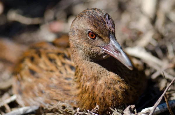 スチュワード島｜weka resting. — ストック写真