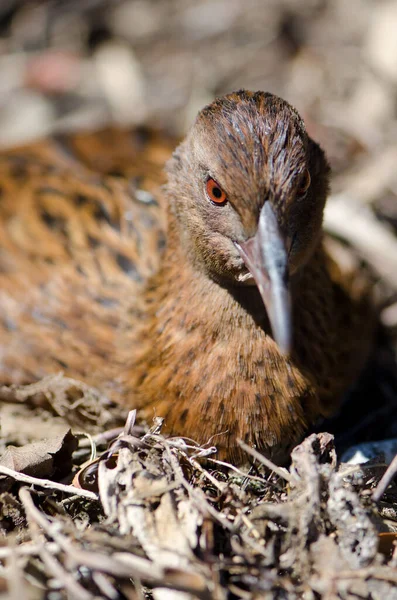 Steward Island weka pihenés. — Stock Fotó