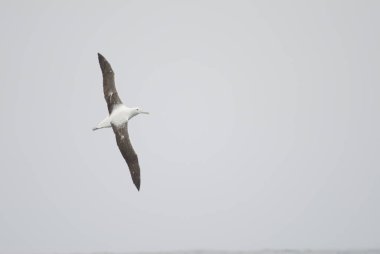 Güney kraliyet albatrosu Diomedea epomophora.
