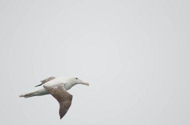 Güney kraliyet albatrosu Diomedea epomophora.