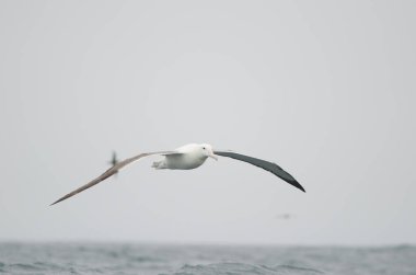 Güney kraliyet albatrosu Diomedea epomophora.