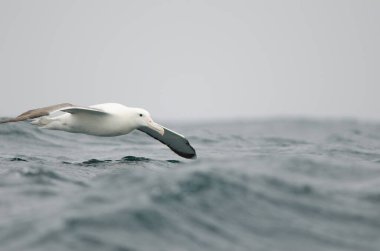 Güney kraliyet albatrosu Diomedea epomophora.
