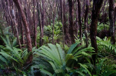 Eğreltiotlu yağmur ormanları.