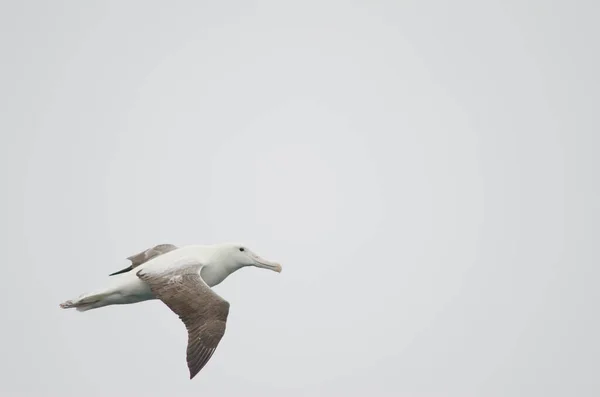 Southern royal albatross Diomedea epomophora. — Stock Photo, Image