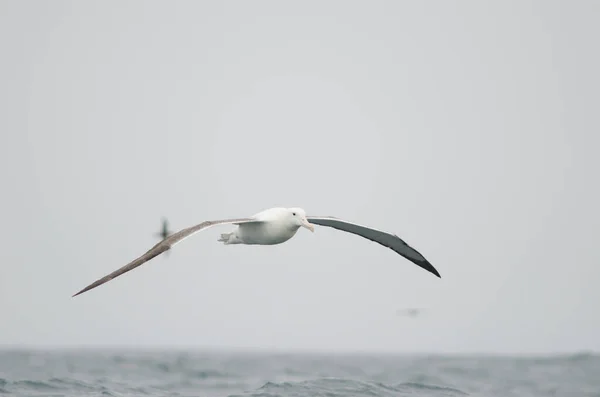 Southern royal albatross Diomedea epomophora. — Stock Photo, Image