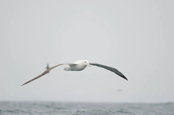 Güney kraliyet albatrosu Diomedea epomophora.