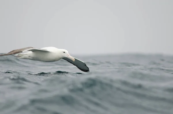 Güney kraliyet albatrosu Diomedea epomophora.