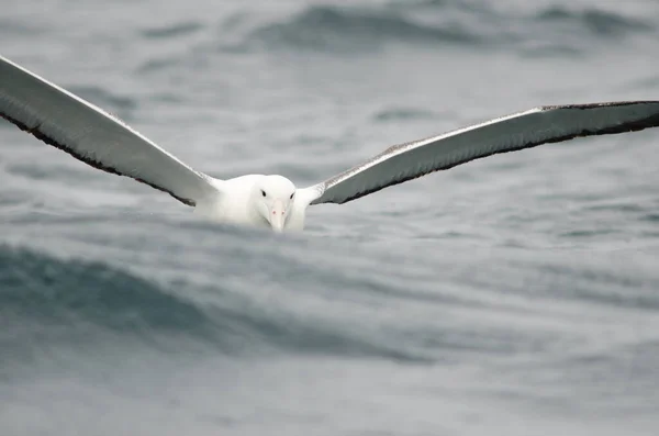 Albatros royaux du Sud Diomedea epomophora. — Photo