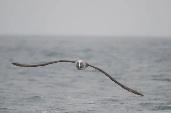 Bullers albatross Thalassarche bulleri. — Stock Photo, Image