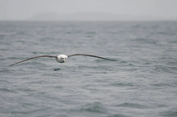 Witte albatros Thalassarche cauta steadi. — Stockfoto