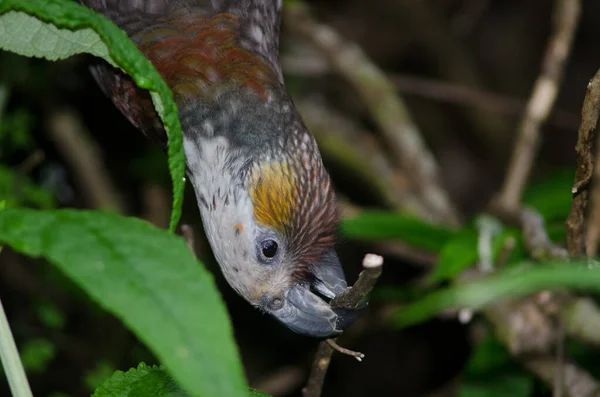 South Island kaka biting a branch.