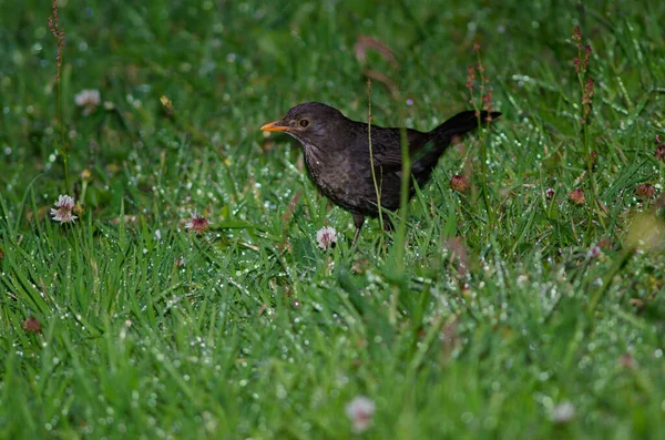 Kozoroh obecný Turdus merula. — Stock fotografie