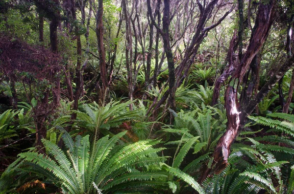 Forêt tropicale avec fougères couronnes. — Photo