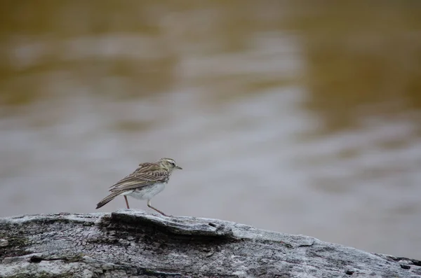 New Zealand pipit Anthus novaeseelandiae. — 스톡 사진