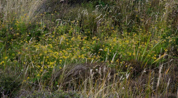 Растительность в Мейсон-Бей. — стоковое фото