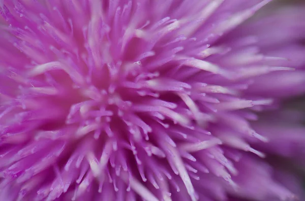 Flor de cardo sem prumo espinhoso. — Fotografia de Stock