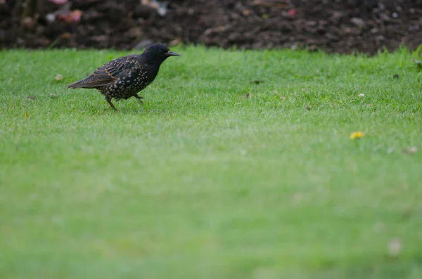 Közönséges seregély Sturnus vulgaris. — Stock Fotó