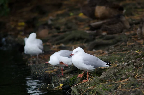 Gaviotas de pico rojo Chroicocephalus novaehollandiae scopulinus. — Foto de Stock