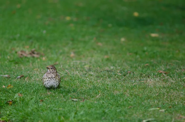 歌曲：thrush Turdus philomelos clarkei. — 图库照片