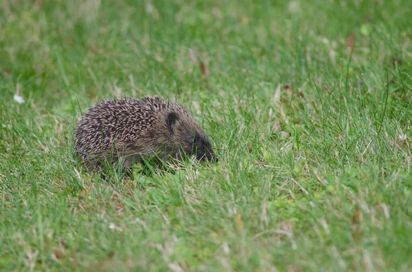 Europäischer Igel Erinaceus europaeus. — Stockfoto