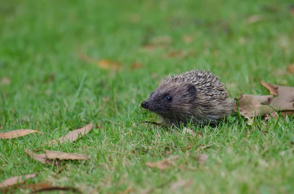 European hedgehog Erinaceus europaeus. — Stock Photo, Image