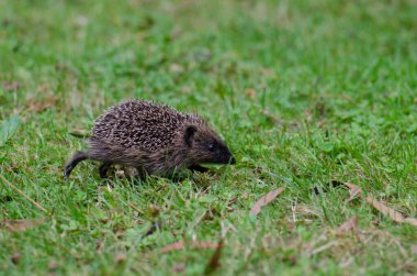 Avrupalı kirpi Erinaceus europaeus.