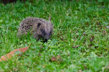 Avrupalı kirpi Erinaceus europaeus.