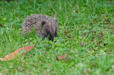Avrupalı kirpi Erinaceus europaeus.