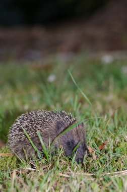 Avrupalı kirpi Erinaceus europaeus.