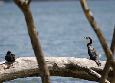 Küçük fareli köyün karabatağı melanoleucus brevirostris.