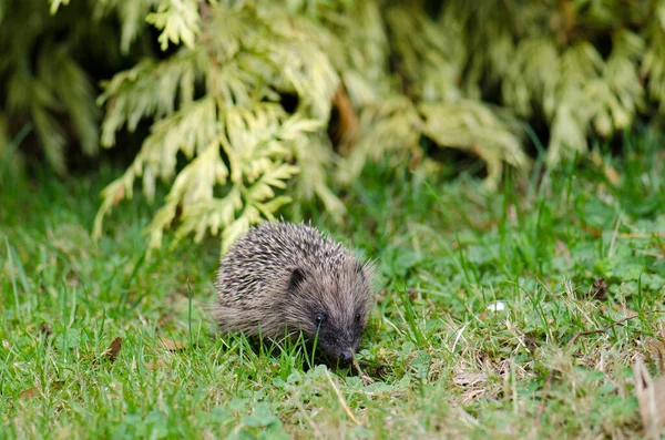 European hedgehog Erinaceus europaeus. — Stock Photo, Image