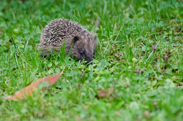 Europäischer Igel Erinaceus europaeus. — Stockfoto