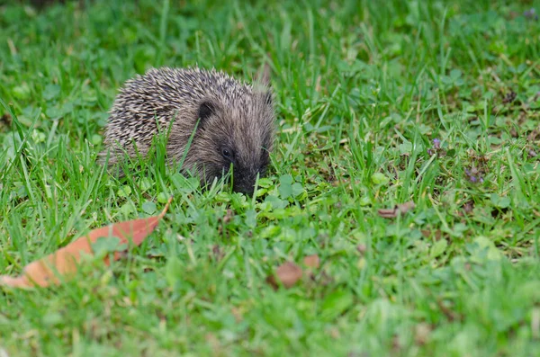 Avrupalı kirpi Erinaceus europaeus.