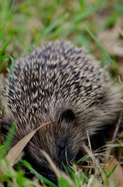 European hedgehog searching for food. — Stock Photo, Image