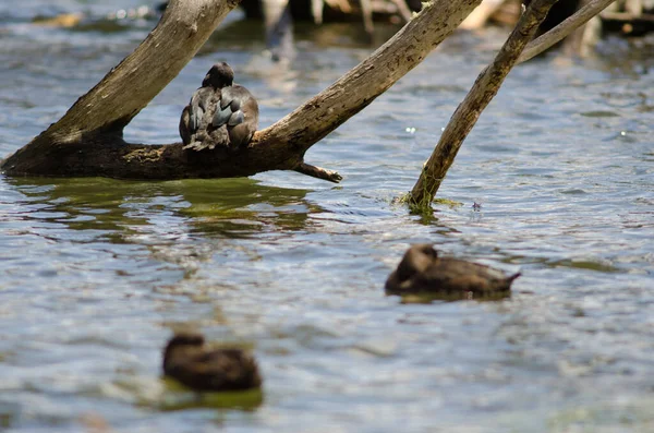 Nueva Zelanda scaups descansando. — Foto de Stock