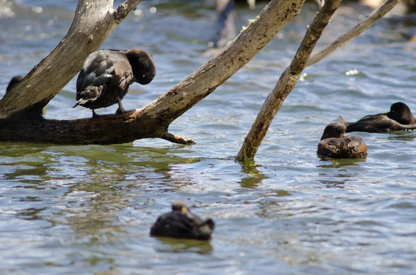 Scaups nowozelandzki. — Zdjęcie stockowe